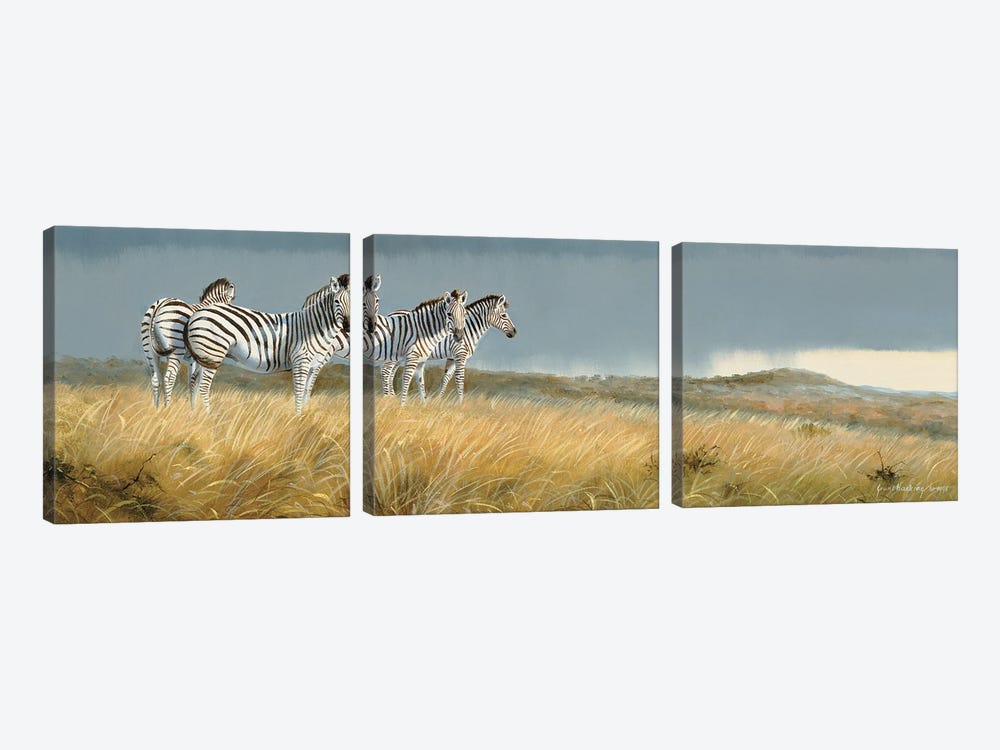 Zululand Zebras by Grant Hacking 3-piece Art Print