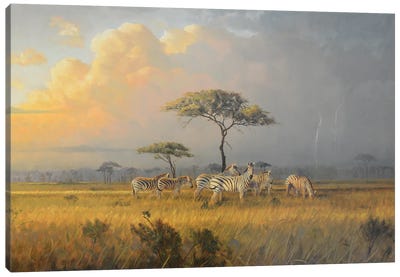 Approaching Storm Canvas Art Print - Zebra Art
