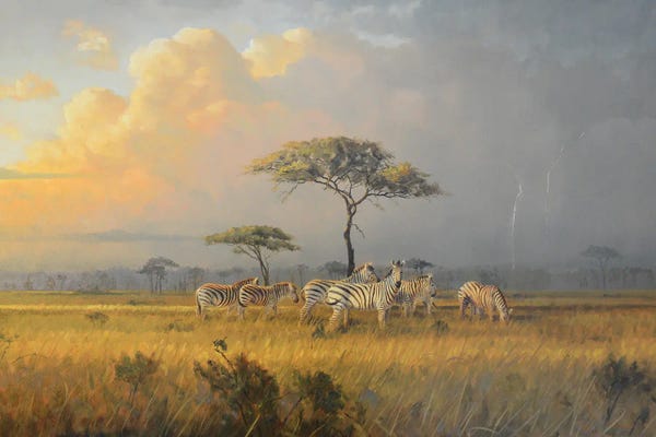 Zebras: Approaching Storm by Grant Hacking