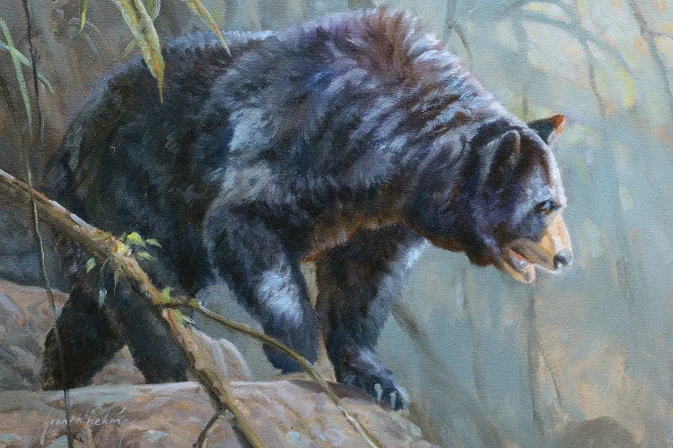 Black Bear by Grant Hacking wall art