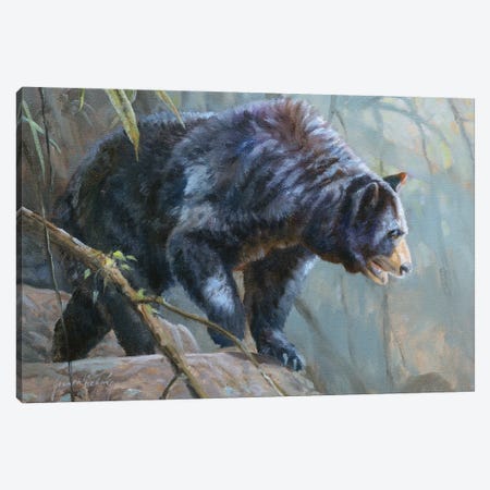 Black Bear Canvas Print #GHC15} by Grant Hacking Canvas Art Print