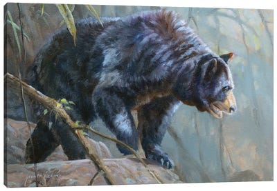 Black Bear Canvas Art Print - Grant Hacking