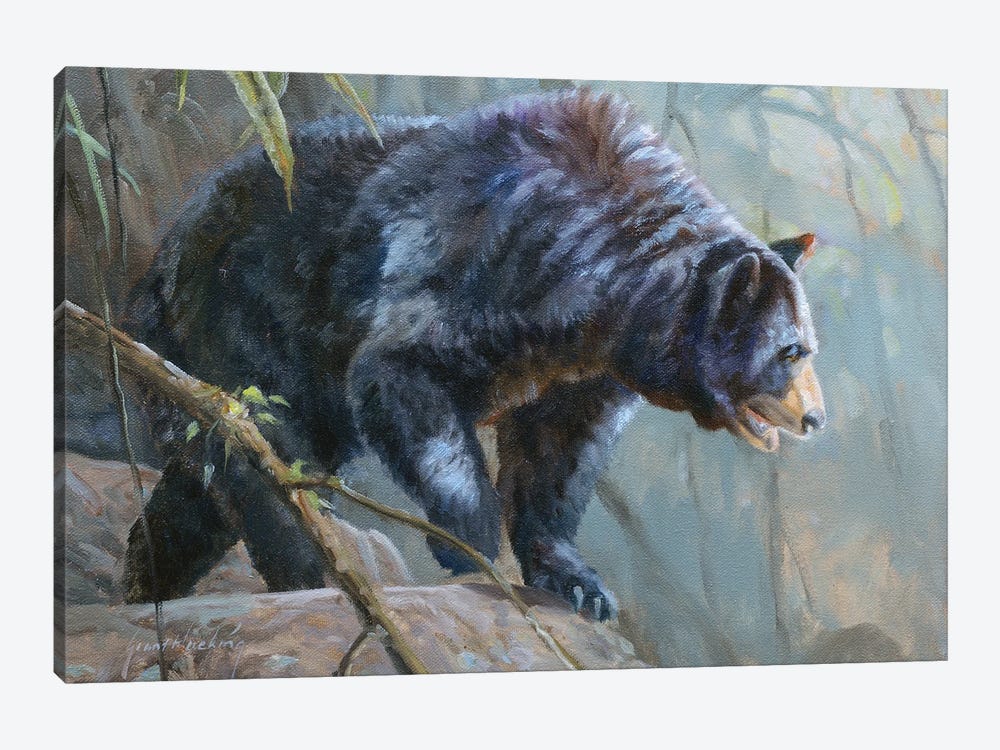 Black Bear by Grant Hacking 1-piece Canvas Wall Art