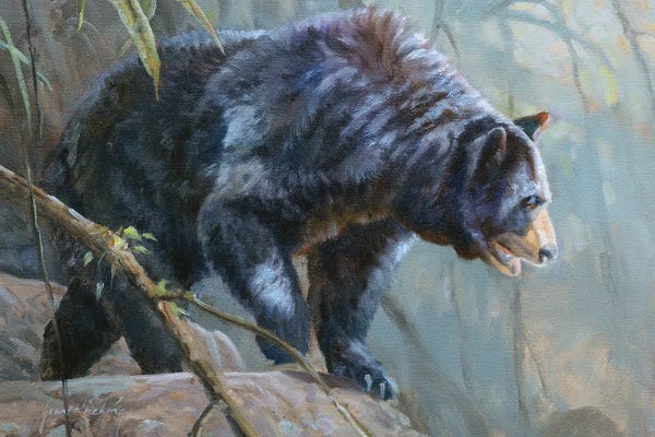 Grant Hacking: Black Bear by Grant Hacking