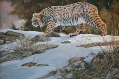 Bobcat by Grant Hacking framed canvas print