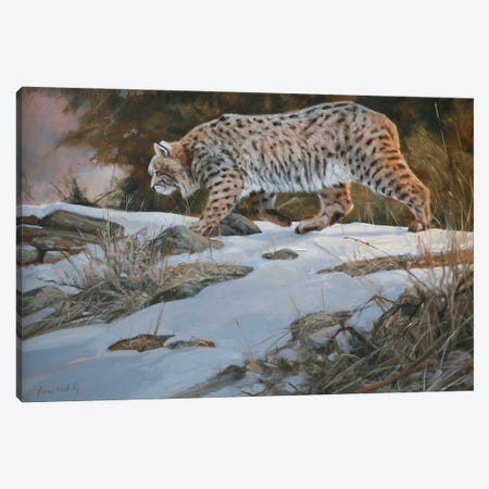 Bobcat Canvas Print #GHC16} by Grant Hacking Art Print