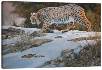 Bobcat Canvas Art Print - Grant Hacking