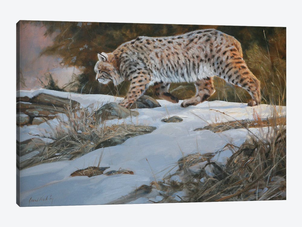 Bobcat by Grant Hacking 1-piece Canvas Art Print