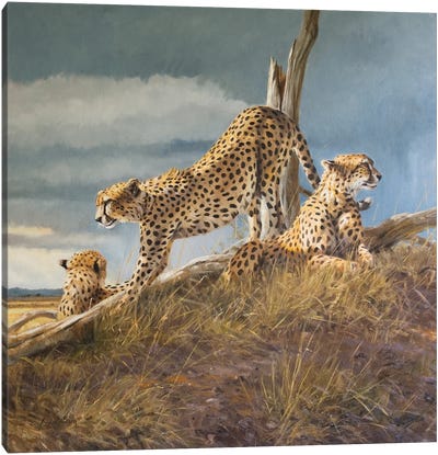 Breaking Sun Canvas Art Print - Cheetah Art