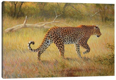 6525 Canvas Art Print - Cheetah Art
