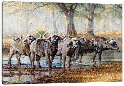 Cape Buffalo Canvas Art Print - Grant Hacking