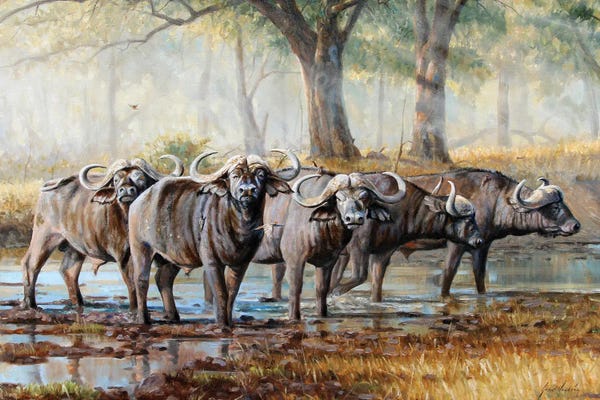 Grant Hacking: Cape Buffalo by Grant Hacking