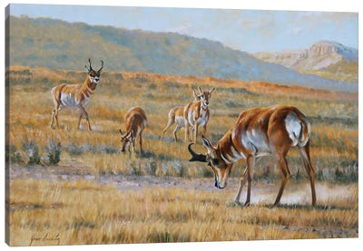 Challenge Issued Canvas Art Print - Pronghorns