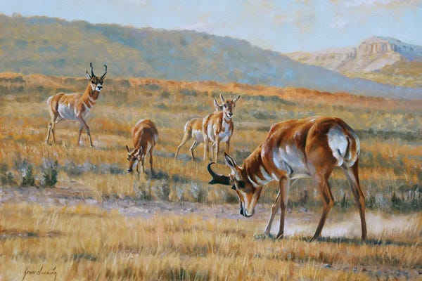 Pronghorns: Challenge Issued by Grant Hacking