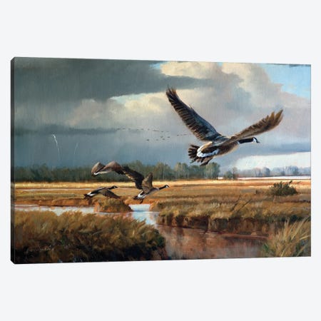 Changing Weather Canada Geese Canvas Print #GHC23} by Grant Hacking Canvas Art Print