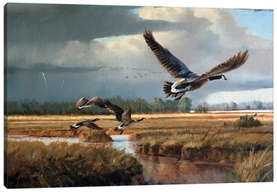 Changing Weather Canada Geese Canvas Art Print