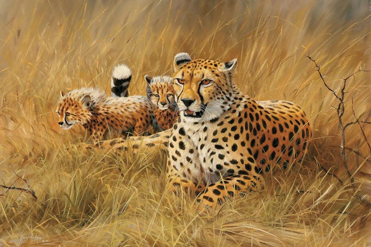 Cheetah Family by Grant Hacking wall art