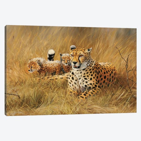 Cheetah Family Canvas Print #GHC25} by Grant Hacking Canvas Art