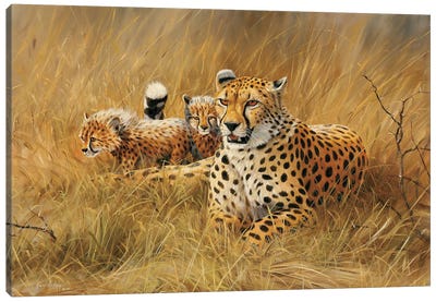 Cheetah Family Canvas Art Print - Cheetah Art