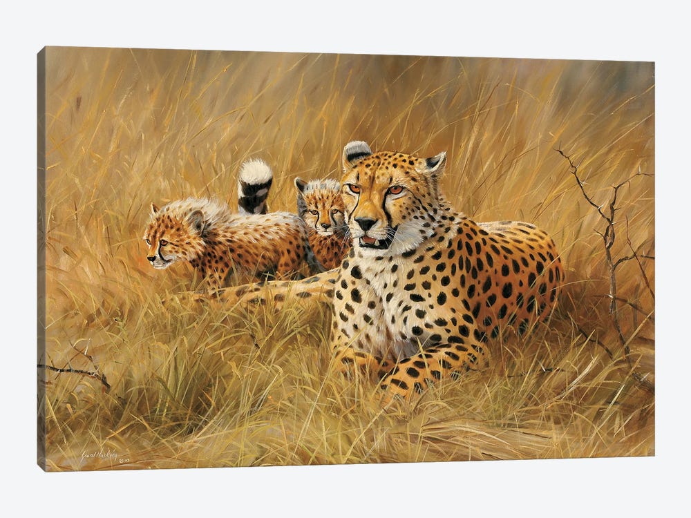Cheetah Family by Grant Hacking 1-piece Canvas Print