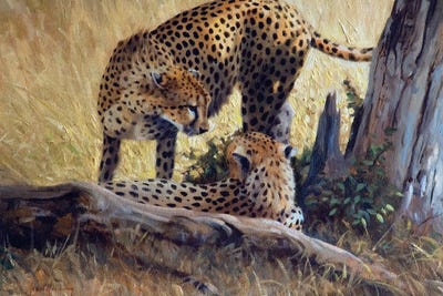Cheetah Tree by Grant Hacking framed canvas print