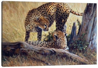 Cheetah Tree Canvas Art Print - Cheetah Art