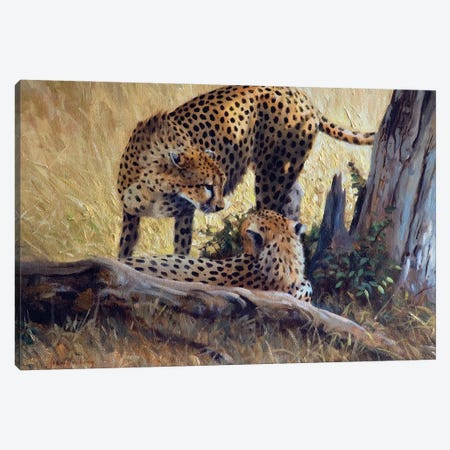 Cheetah Tree Canvas Print #GHC26} by Grant Hacking Canvas Artwork