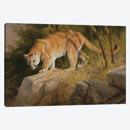 Cougar Canvas Print #GHC29} by Grant Hacking Canvas Print