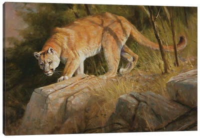 Cougar Canvas Art Print - Grant Hacking