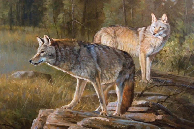 Coyotes by Grant Hacking wall art