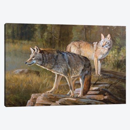 Coyotes Canvas Print #GHC30} by Grant Hacking Canvas Art