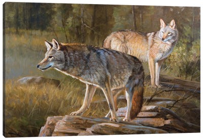 Coyotes Canvas Art Print - Coyote Art