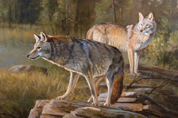 Coyotes: Coyotes by Grant Hacking