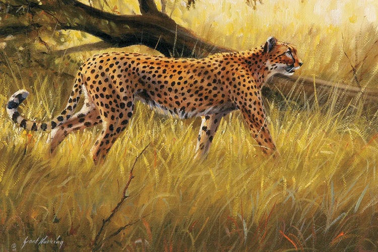 Fallen Tree Prowling Cheetah