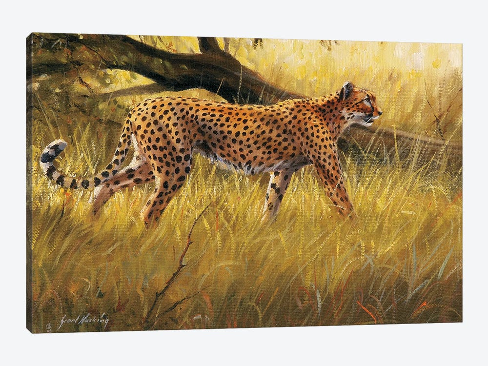 Fallen Tree Prowling Cheetah by Grant Hacking 1-piece Canvas Art Print