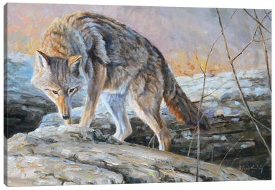 Following The Scent Canvas Art Print - Coyote Art