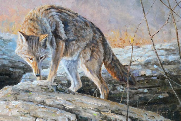 Coyotes: Following The Scent by Grant Hacking