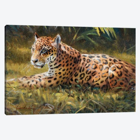 Jaguar Canvas Print #GHC51} by Grant Hacking Canvas Wall Art
