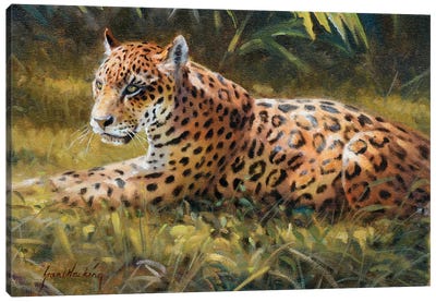 Jaguar Canvas Art Print - Grant Hacking