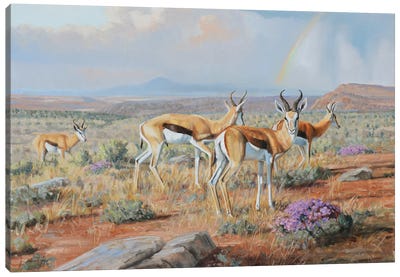 Karoo Blossoms Canvas Art Print - Pronghorns