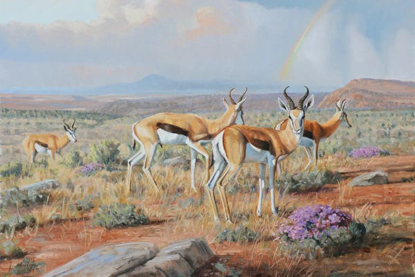 Pronghorns: Karoo Blossoms by Grant Hacking