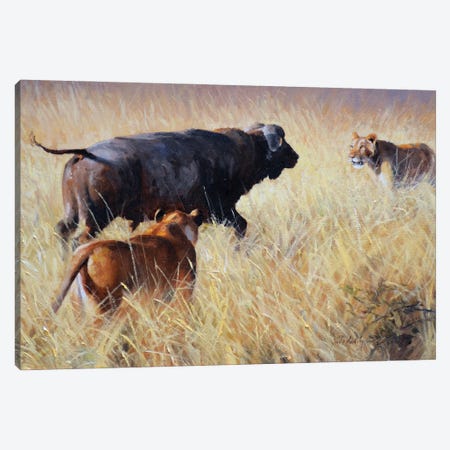 Lion And Cape Buffalo Canvas Print #GHC59} by Grant Hacking Canvas Art