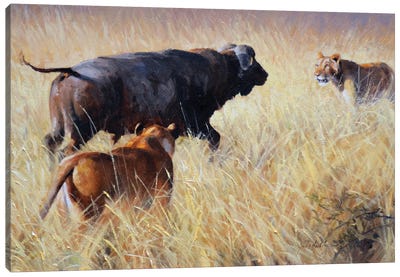 Lion And Cape Buffalo Canvas Art Print - Grant Hacking