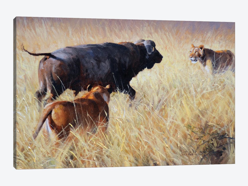 Lion And Cape Buffalo by Grant Hacking 1-piece Canvas Artwork