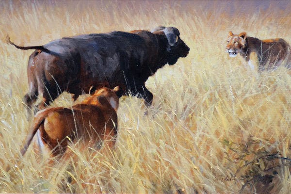 Grant Hacking: Lion And Cape Buffalo by Grant Hacking