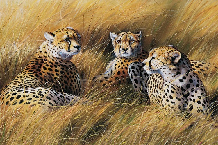 Africa Grass Cheetahs by Grant Hacking wall art