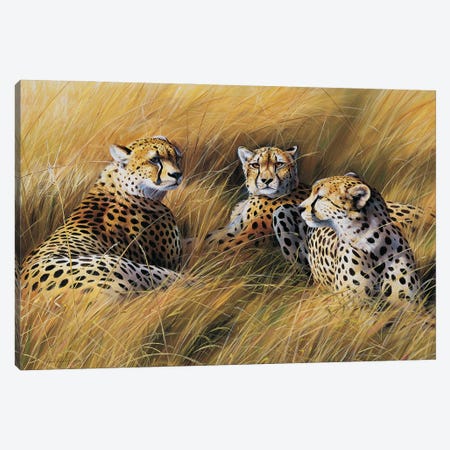 Africa Grass Cheetahs Canvas Print #GHC5} by Grant Hacking Canvas Artwork