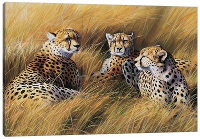 Africa Grass Cheetahs Canvas Art Print - Cheetah Art
