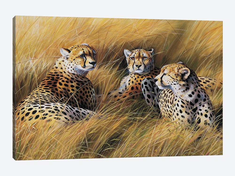 Africa Grass Cheetahs by Grant Hacking 1-piece Canvas Wall Art