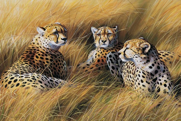 Grant Hacking: Africa Grass Cheetahs by Grant Hacking